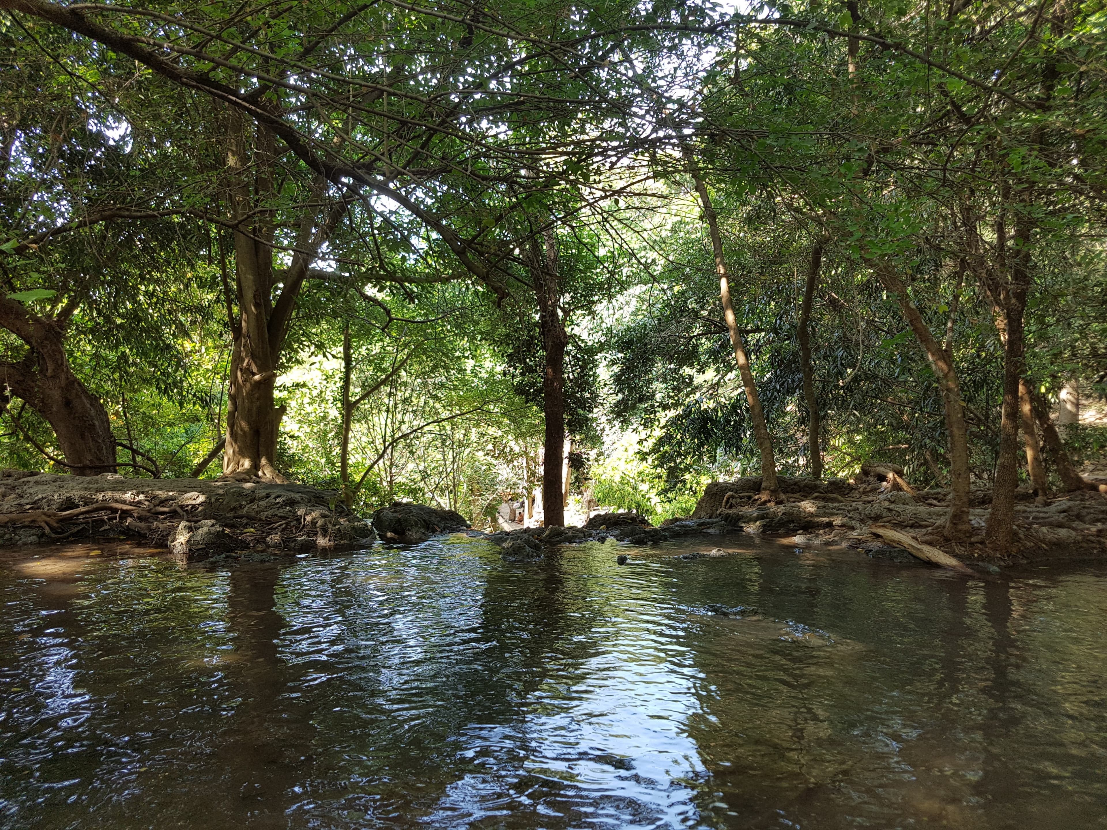 שמורת טבע תל דן